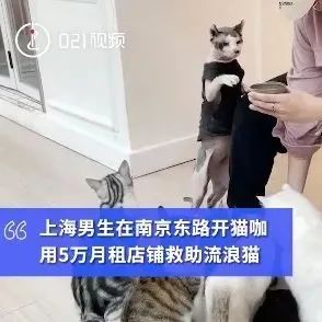 因這個原因，上海一男子月租萬開貓咖??！