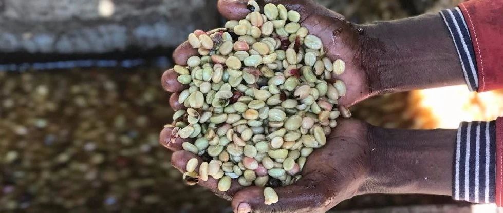 一文解讀埃塞俄比亞的咖啡豆品種——Heirloom