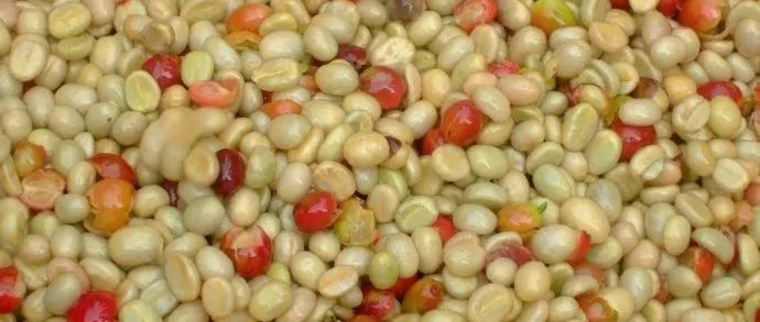 和農(nóng)學(xué)老師談咖啡特殊處理法