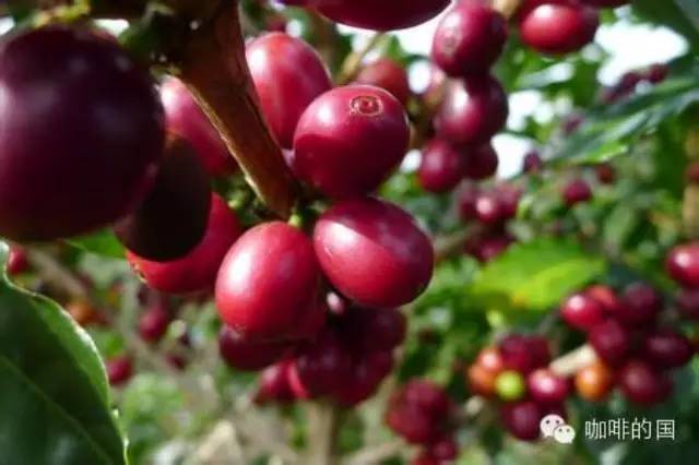 精品咖啡學  各國產(chǎn)區(qū)咖啡的特點介紹