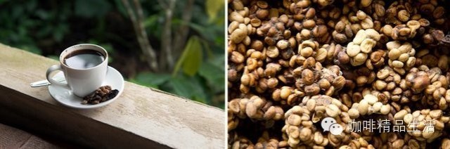 【咖啡】遠離貓屎咖啡，停止迫害麝香貓，那屎玩意真不該是人喝的！