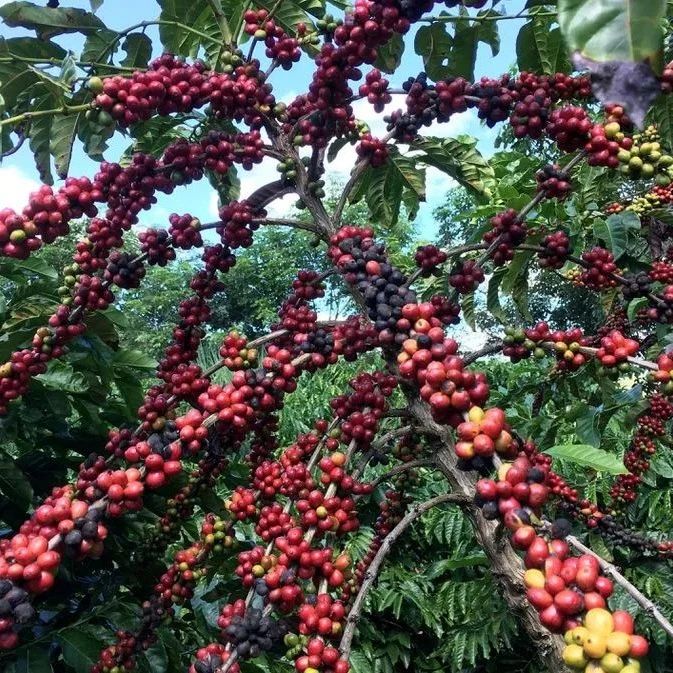 咖啡資訊 | 受氣候影響，巴西咖農(nóng)轉(zhuǎn)向種植羅布斯塔