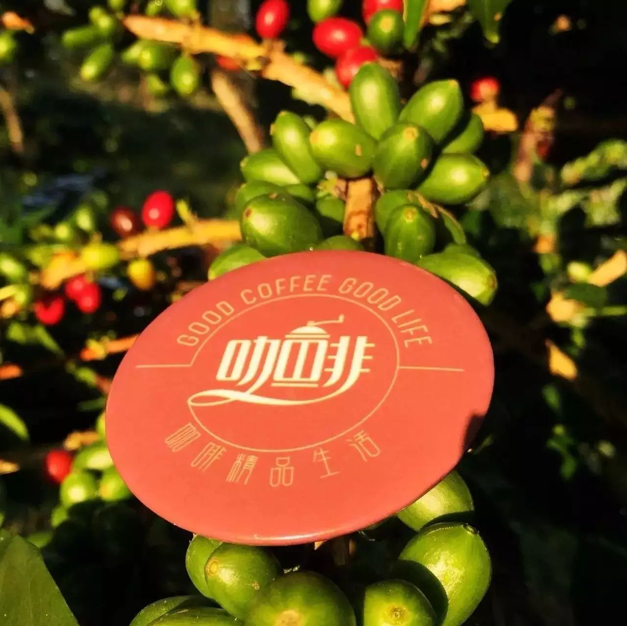 品咖啡，猜產(chǎn)地，贏莊園游！全民世界咖啡品鑒賽邀你來玩！