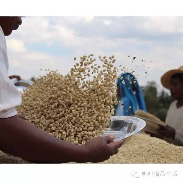 咖啡控必看視頻：一杯咖啡的背后，看完請好好珍惜！