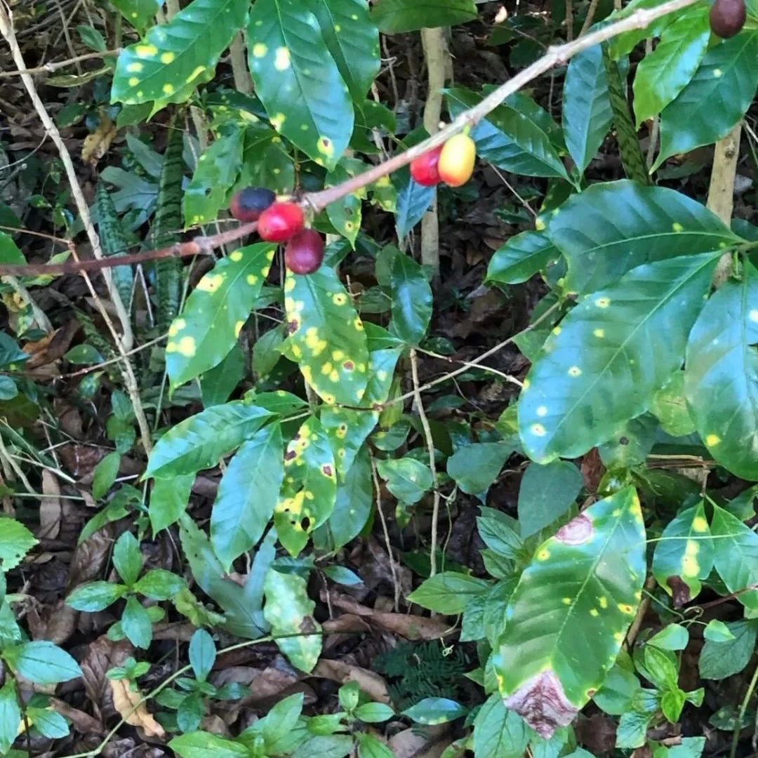 咖啡資訊 | 夏威夷州咖啡協(xié)會年度會議即將舉行，意在解決咖啡葉銹病