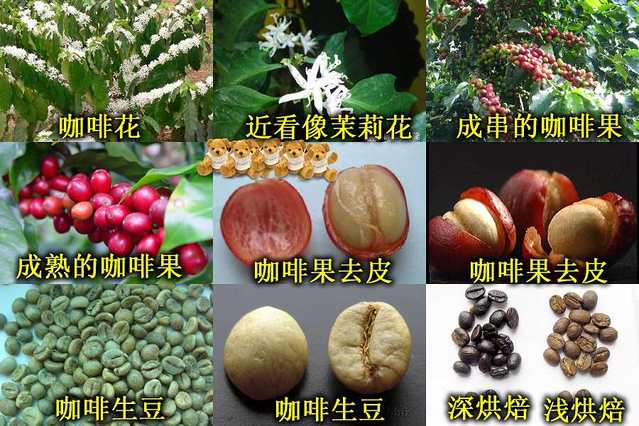 一張圖讓您進(jìn)一步了解咖啡