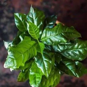 科普 | 咖啡豆是如何種植的？