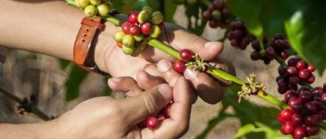 云南咖啡杯中國沖煮大賽分賽區(qū)指定豆信息表
