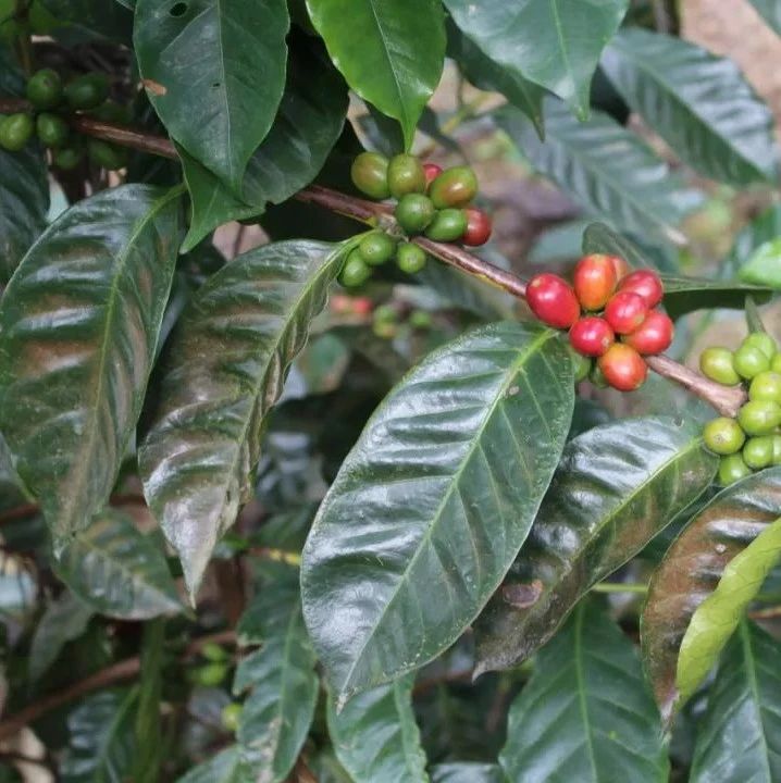 前街咖啡尋豆記 | 哥斯達黎加米拉珠莊園葡萄干蜜處理瑰夏拼配