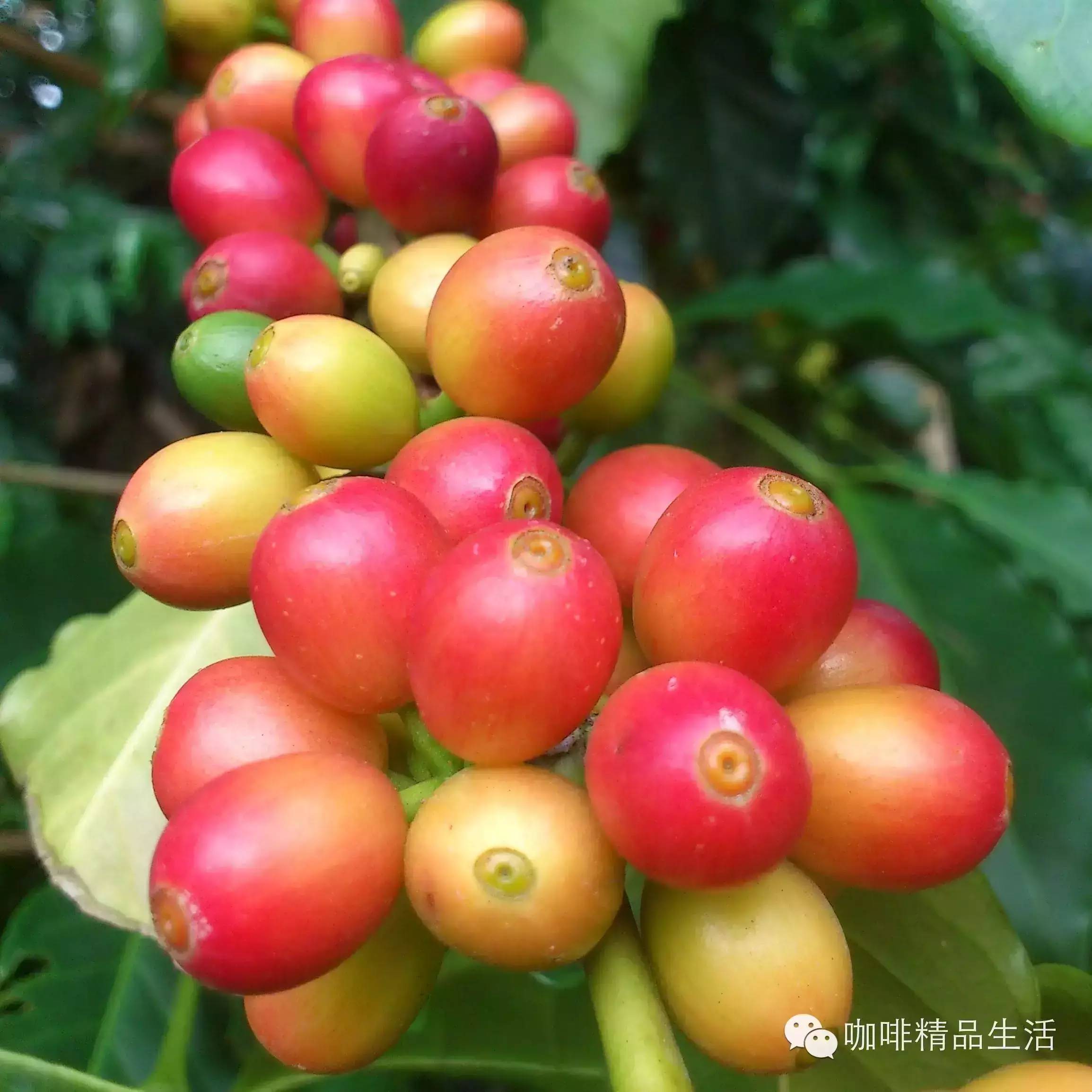 從種植源頭了解咖啡，進(jìn)階必看！