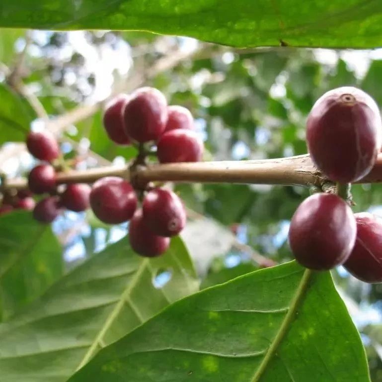 巴拿馬翡翠莊園 | 頂級Geisha咖啡為何如此聞名？