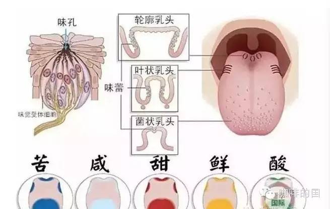 舌頭的第六種味覺 --“肥”，你嘗過嗎？！