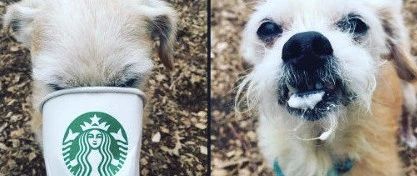 星巴克來(lái)了個(gè)“特別”的顧客 | 一只狗子在點(diǎn)單?。? title=