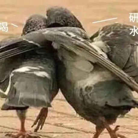 “你們所說的手沖研磨白砂糖大小究竟是多粗?。俊? title=