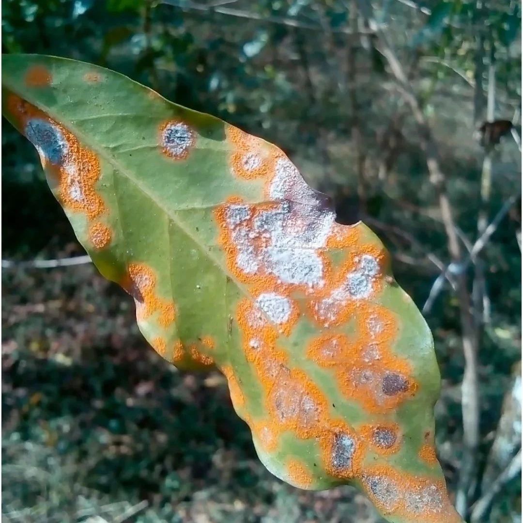 咖啡資訊 | 咖啡價格或許能穩(wěn)??？咖啡豆防疫戰(zhàn)的新療法