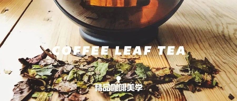 依舊禁止咖啡果皮茶銷售的歐洲，卻開始流行喝咖啡葉茶了！