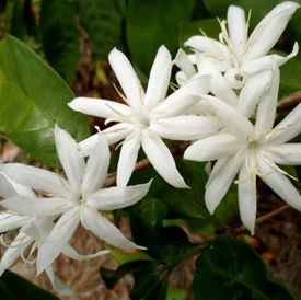 四月刷遍國際咖啡圈的物種：窄葉咖啡