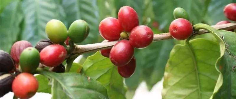 Peaberry 圓豆