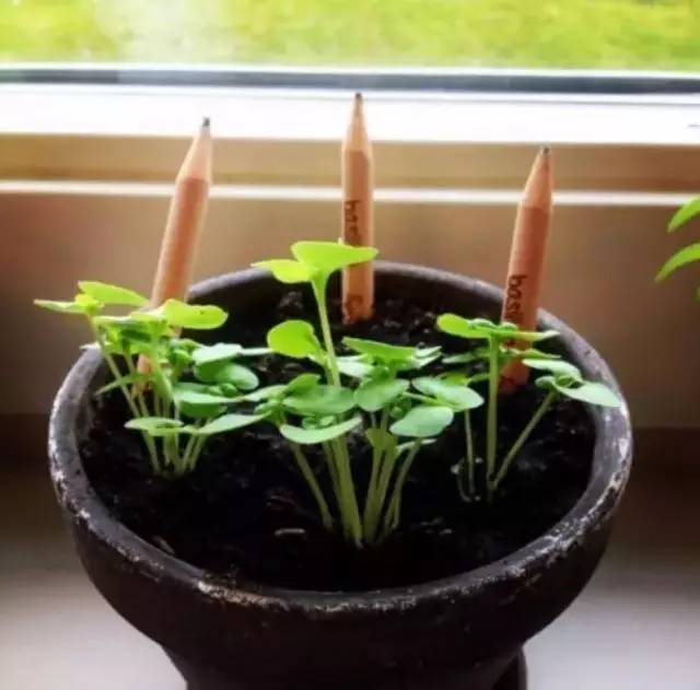 聽說咖啡渣能做鉛筆，而且用完還可以種出植物