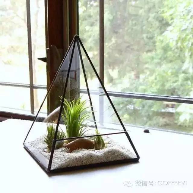 啡|空間 ? 推薦一種咖啡館蠻適合種植的植物