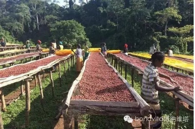 咖啡文化｜認(rèn)識(shí)精品咖啡之—埃塞俄比亞哈拉爾