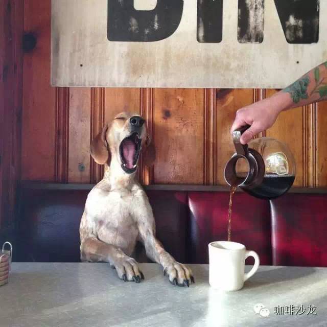 咖啡寵物 | Coffee and Dogs