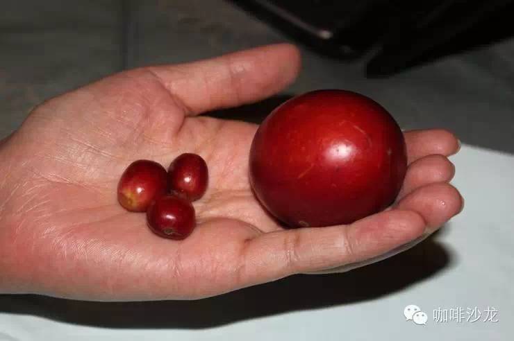 咖啡生活 | 巴拿馬翡翠莊園真的種植出巨型咖啡漿果？