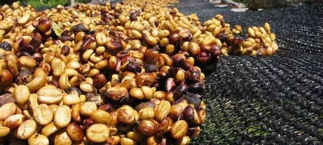 咖啡果處理法 | 咖啡的“蜜蜜“，什么是“蜜處理（Honey Process）”？