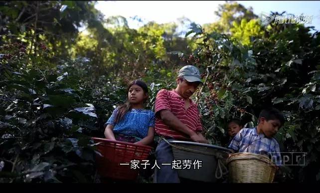 短片 | 從咖啡果到咖啡杯的奇幻之旅