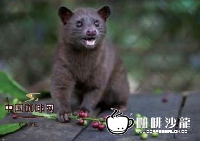命運多舛的印度尼西亞咖啡