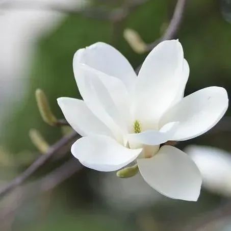 花香型手沖豆為何搶手？這 只咖啡控都愛喝~