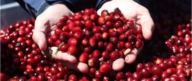 媲美紅標(biāo)の頂級(jí)瑰夏來啦>限量份出完止~