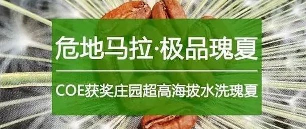 你喝過危地馬拉瑰夏嗎？(有福利)