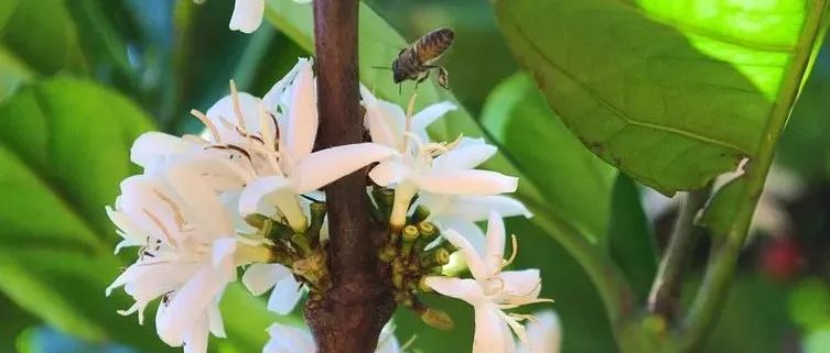 你喝過咖啡花茶嗎？比競(jìng)標(biāo)瑰夏還搶手！