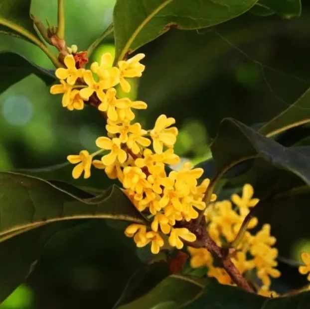 入秋宜喝#桂花落#，甜美手沖豆喝好星情 :)