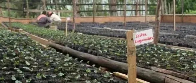 「尤金尼奧德斯」會(huì)成為下一個(gè)瑰夏嗎？