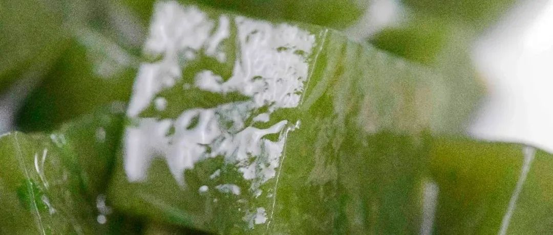 你敢信？路邊抓一把草，竟能做出解暑神器！