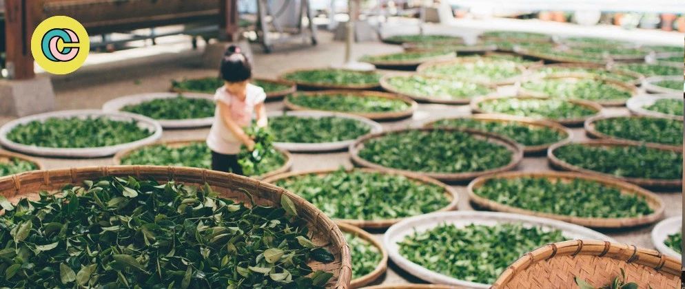 喜茶、點點、CoCo都不會告訴你的冷知識，我們收集了 條。