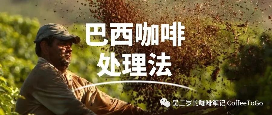 從半日曬、厭氧到添加酵母，巴西咖啡處理法的進化之路